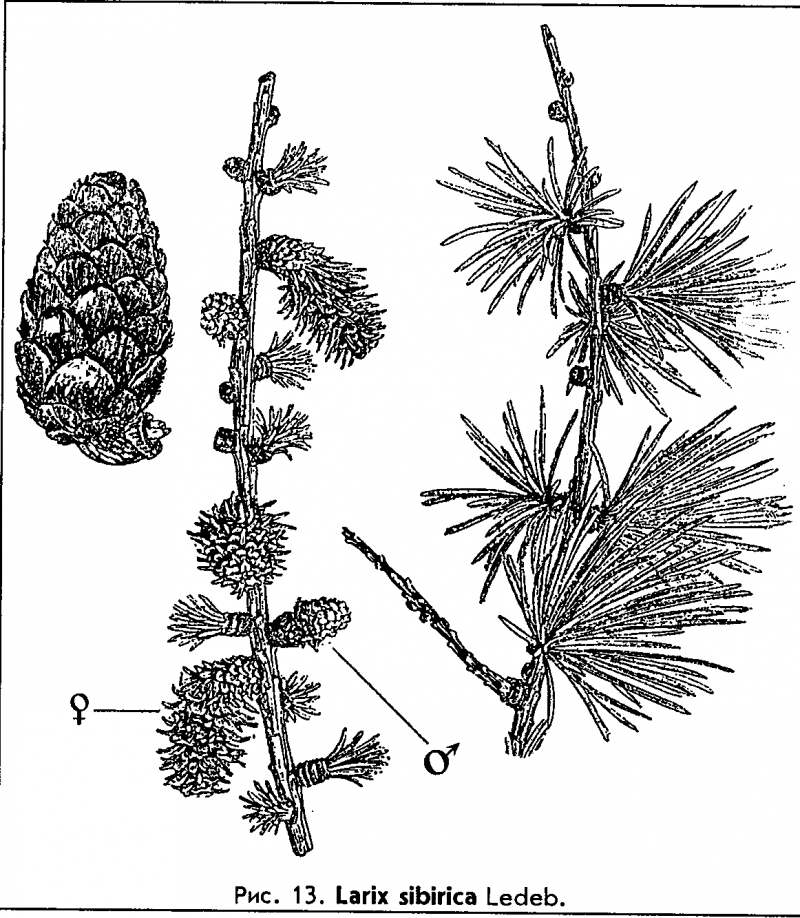 Лиственница Сибирская (Larix sibirica Ledeb.). Лиственница Сибирская Lárix sibírica Ledeb. Микростробилы лиственницы сибирской. Лиственница Сукачева шишка.