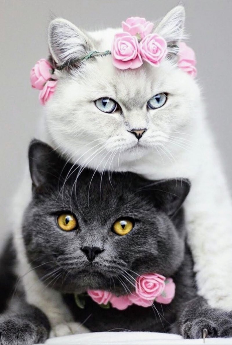 Парные мемы с котами