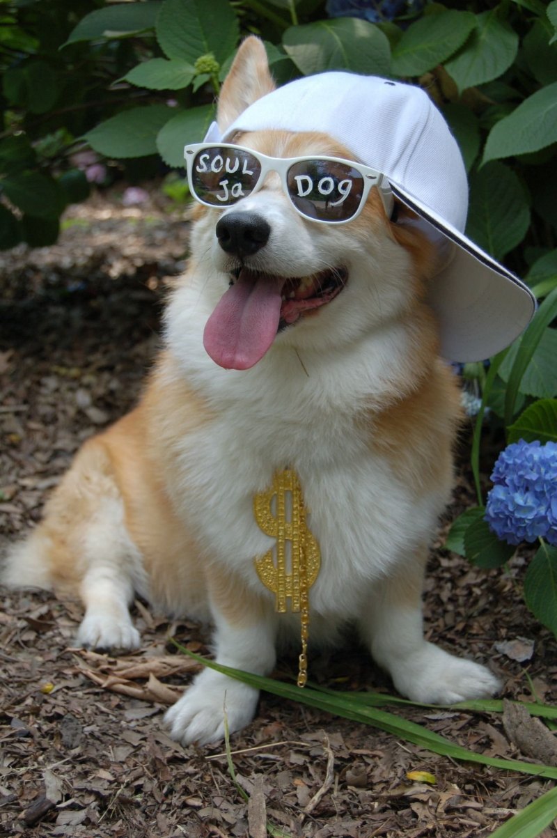 Вельш корги Эстетика