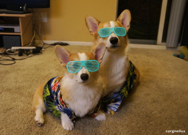 Корги в кепке