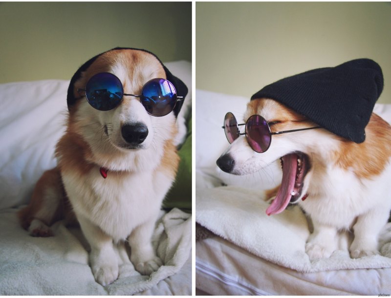 Крутой щенок