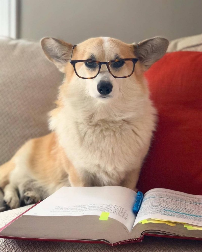 Корги в очках и галстуке