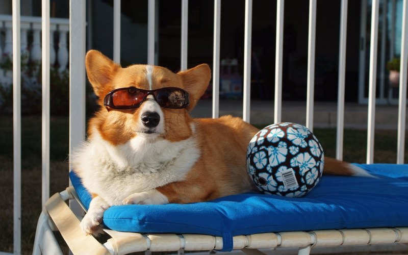 Вельш корги обои