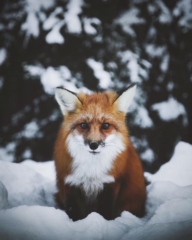 Лисичка красавица