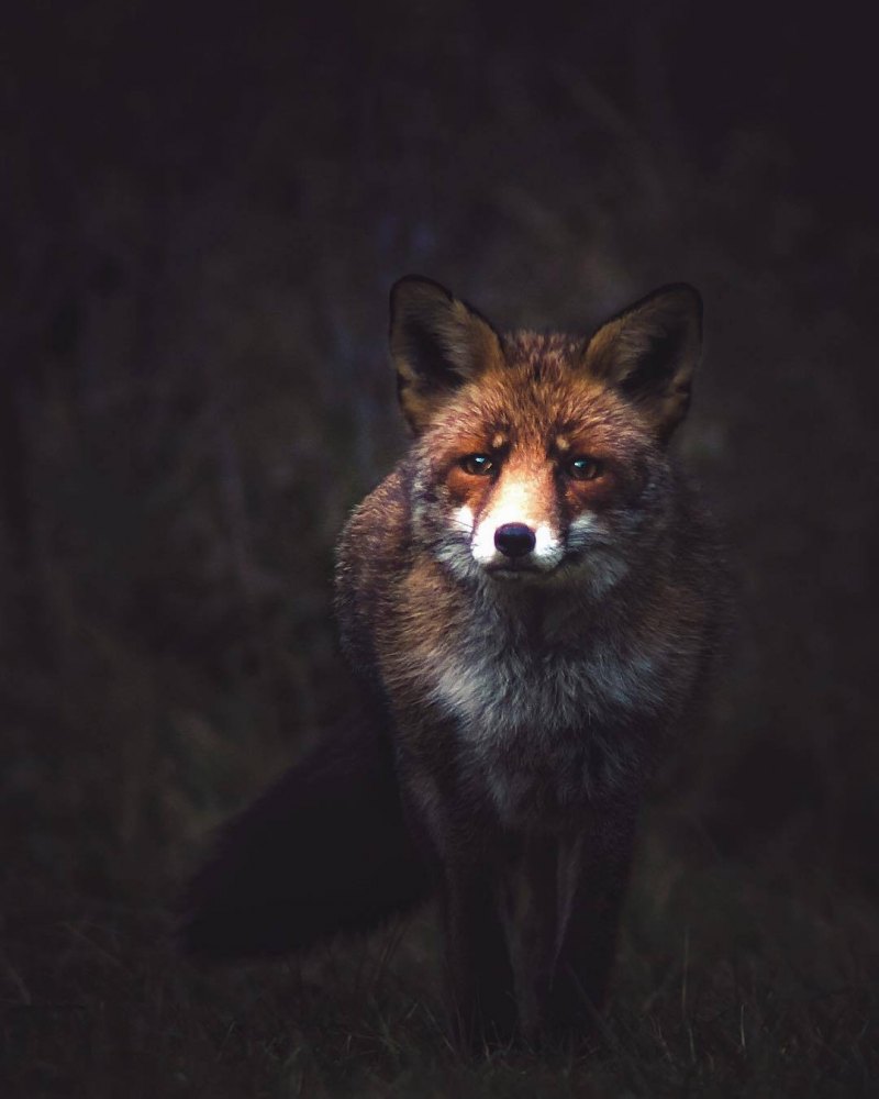 Лисы Эстетика