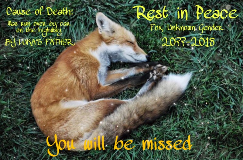 Лиса Эстетика