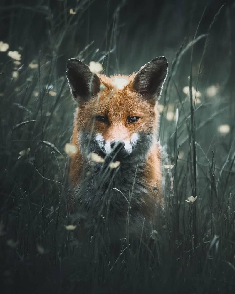 Лисы Эстетика