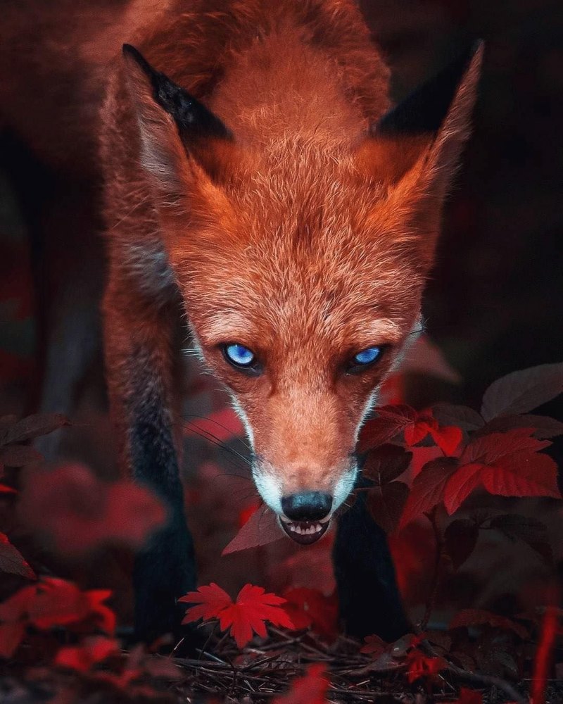 Красная лиса