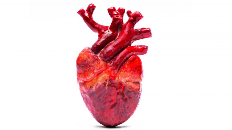 Человеческое сердце на белом фоне
