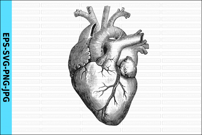 Сердце человека анатомия