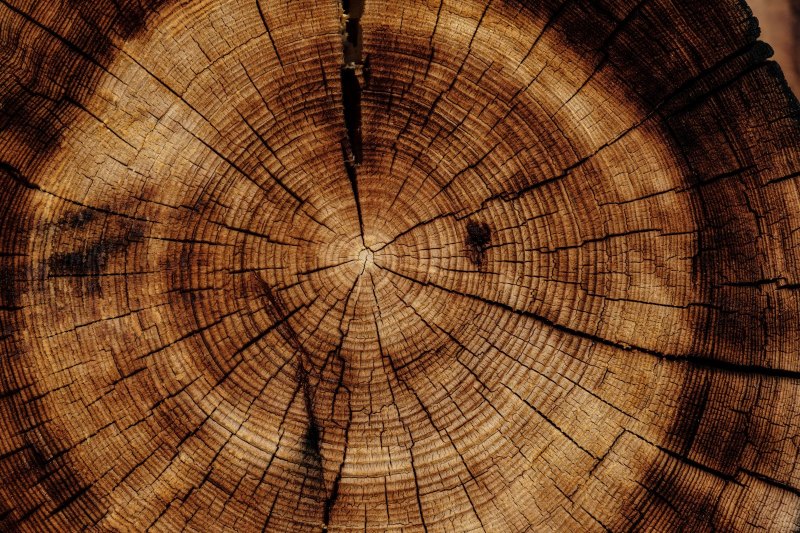 Граб дерево фото древесины