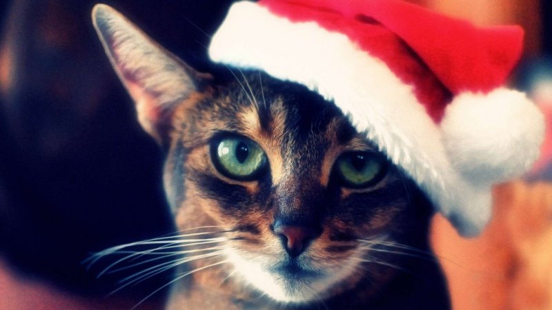 Новогодние коты