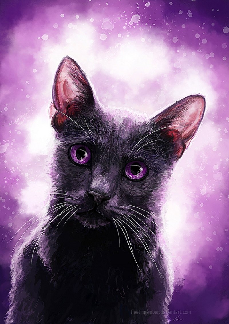 картинки котиков фиолетовые