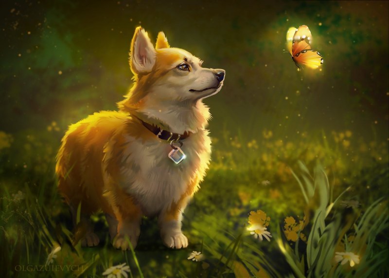 Корги на аву