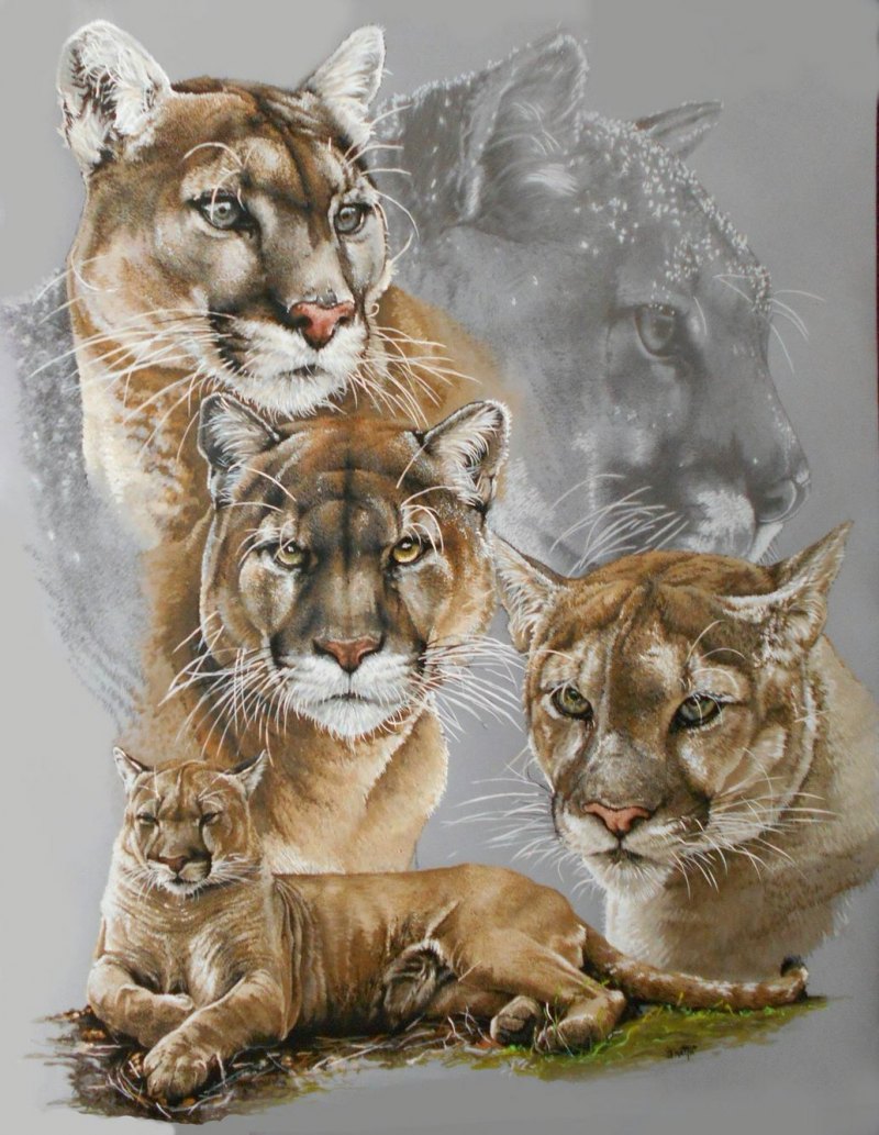 Коты Воители гроза