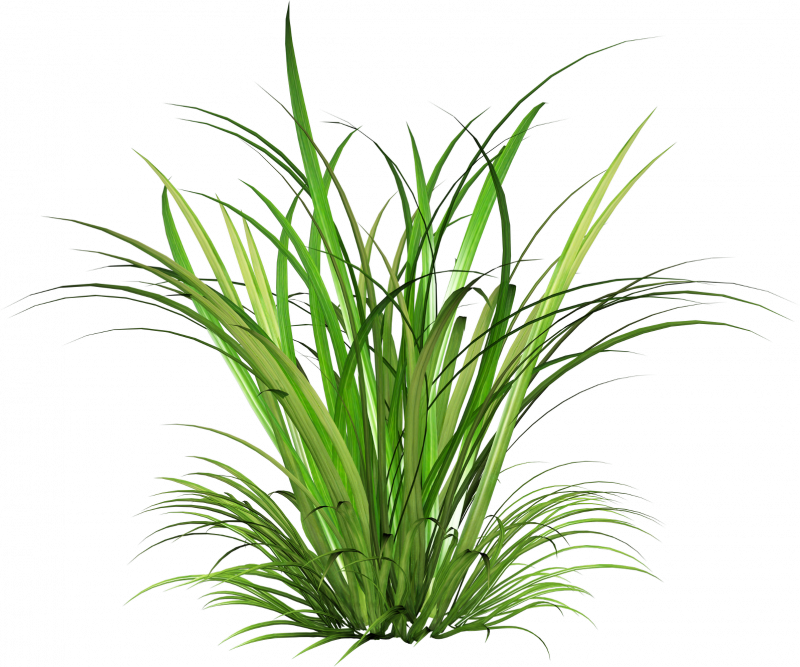 Цитронелла PNG