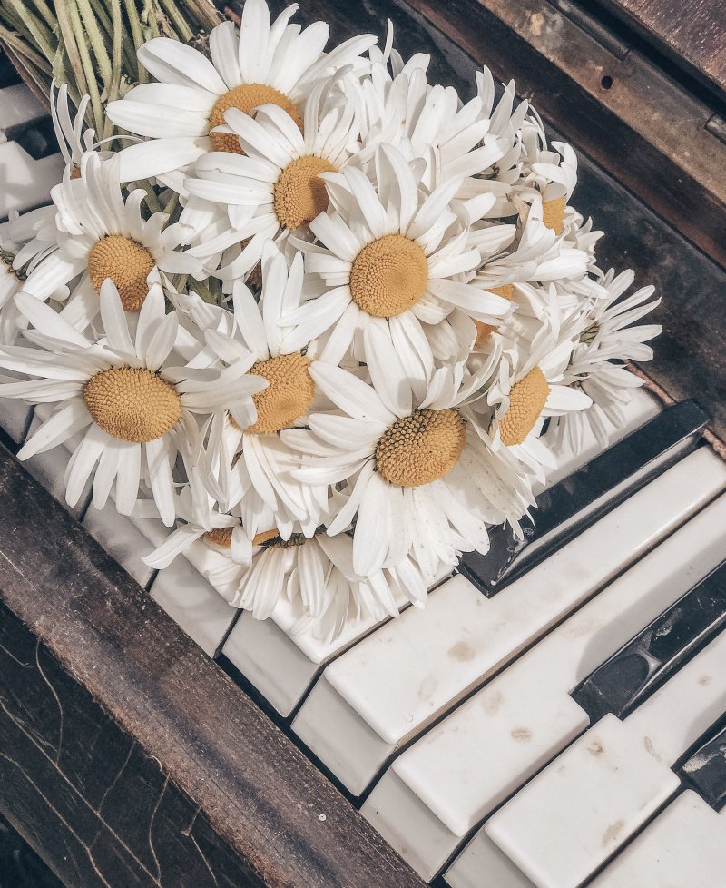 Букет ромашек Эстетика