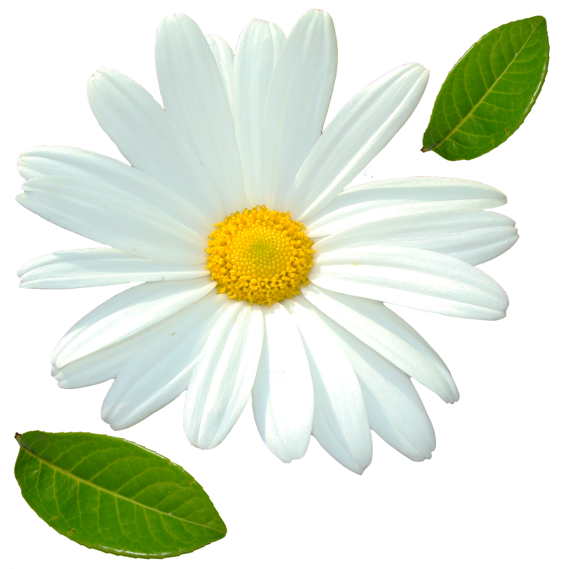 Ромашка цветы