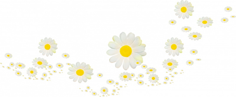 Россыпь ромашек