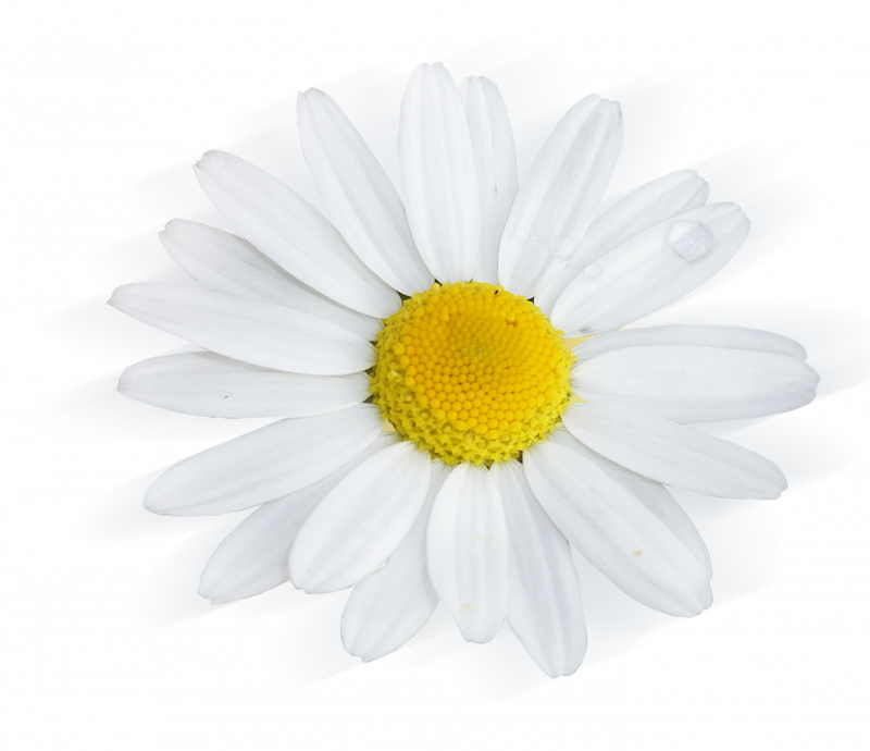 Ромашка клипарт