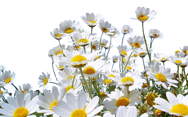 Белые полевые цветы