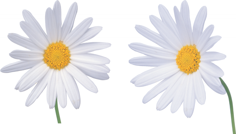 Ромашка без фона