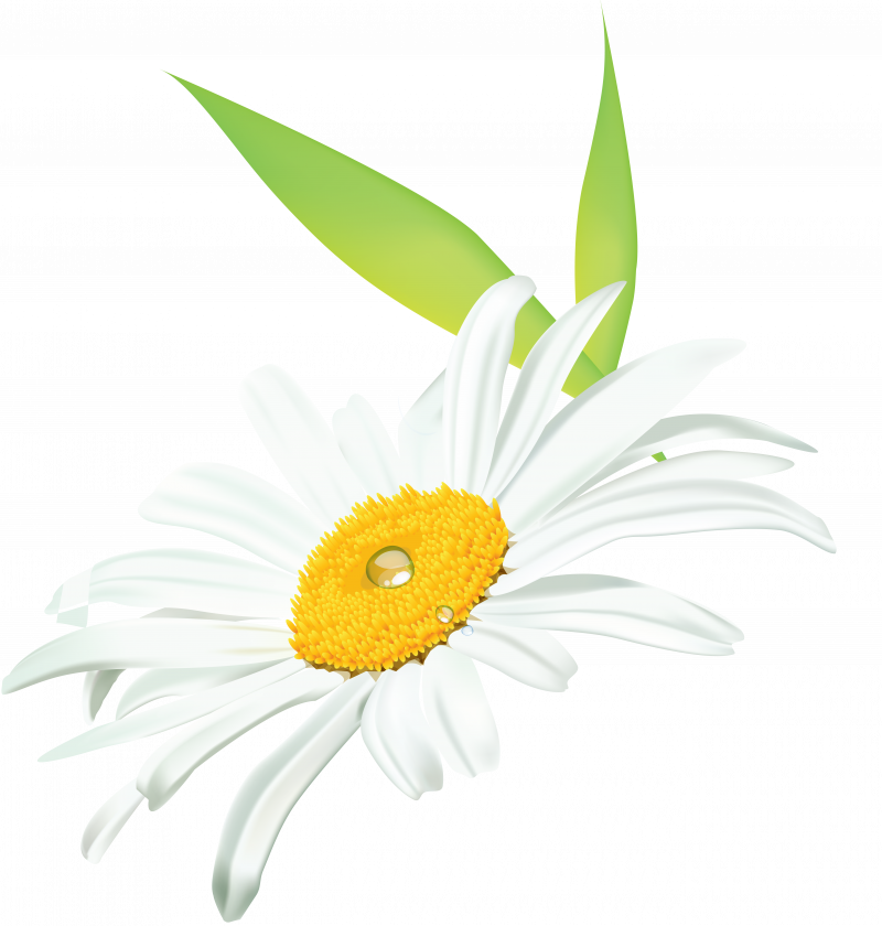 Ромашка клипарт
