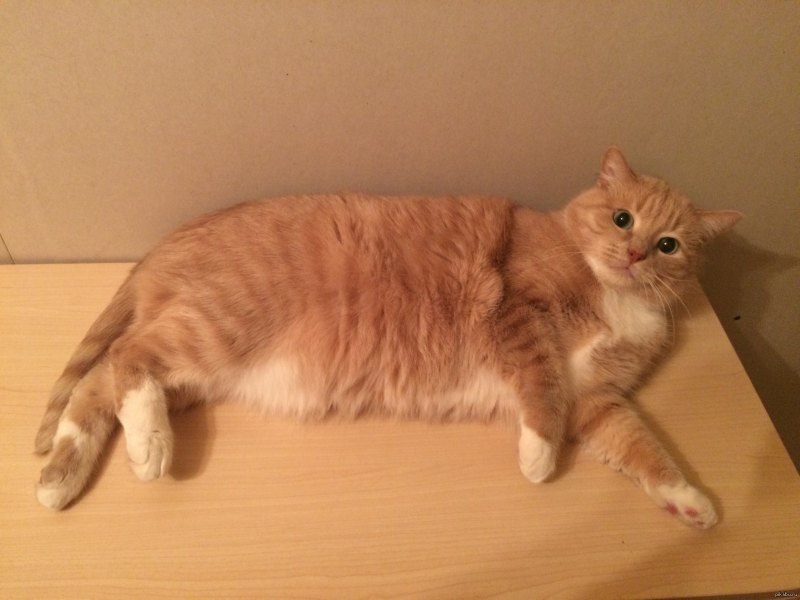 Толстый рыжий кот