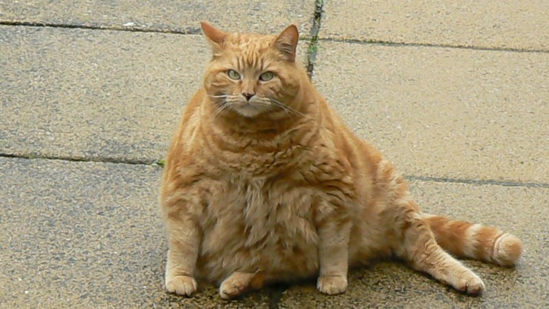 Толстый рыжий кот