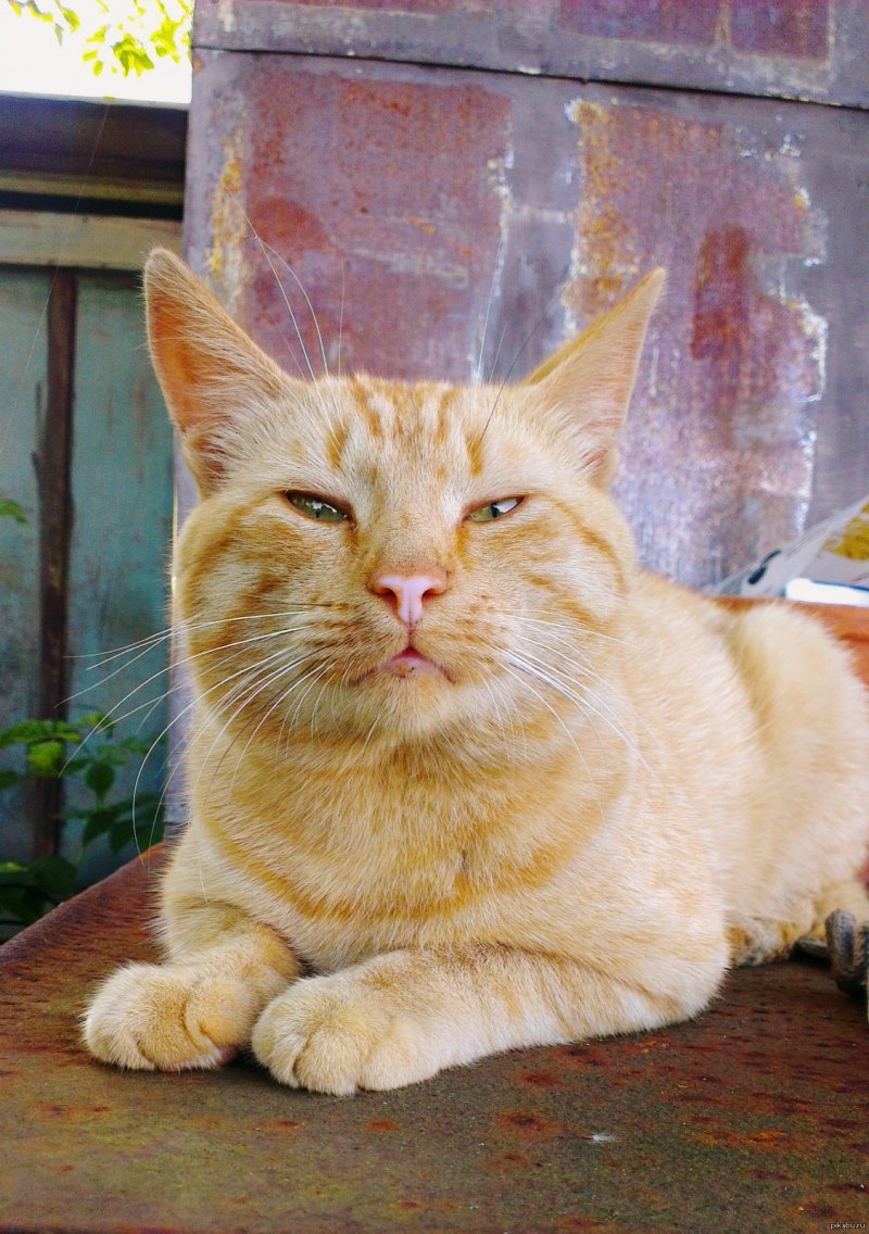 Ленивый кот