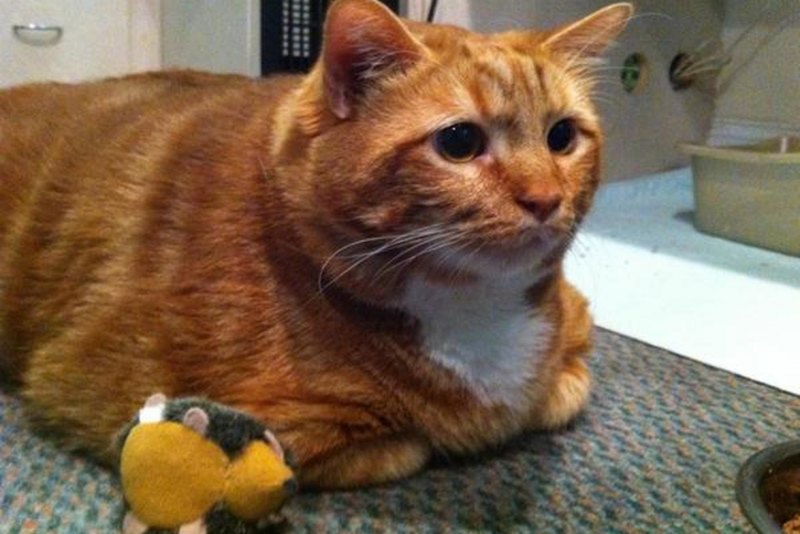 Довольный толстый кот