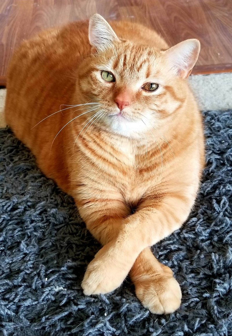 Большой рыжий кот