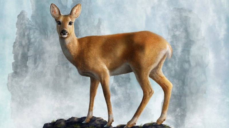 Косуля Олененок