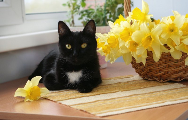 Кот с желтыми цветами