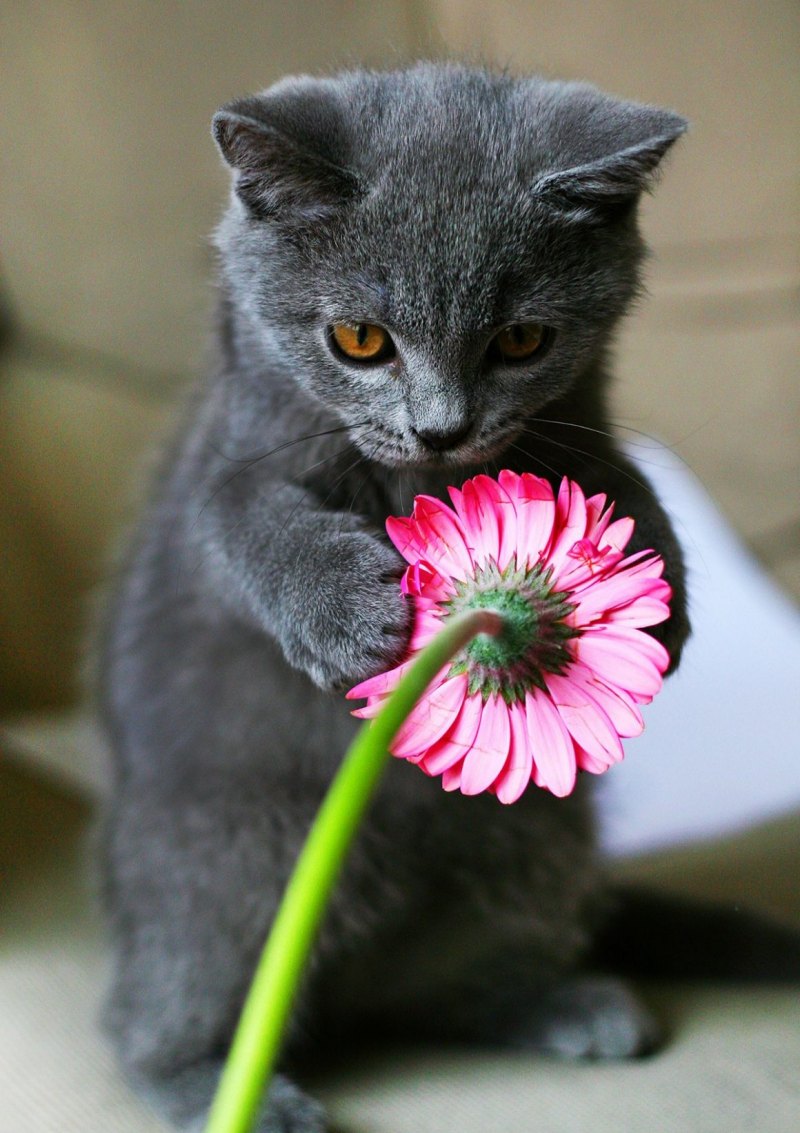 Котик с цветочком