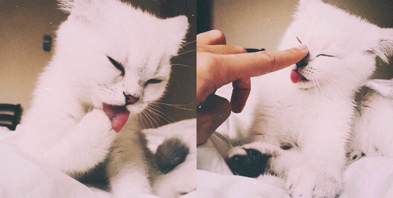 Котики любовь