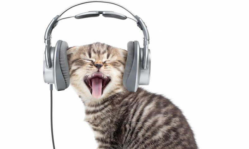 Панда в наушниках арт