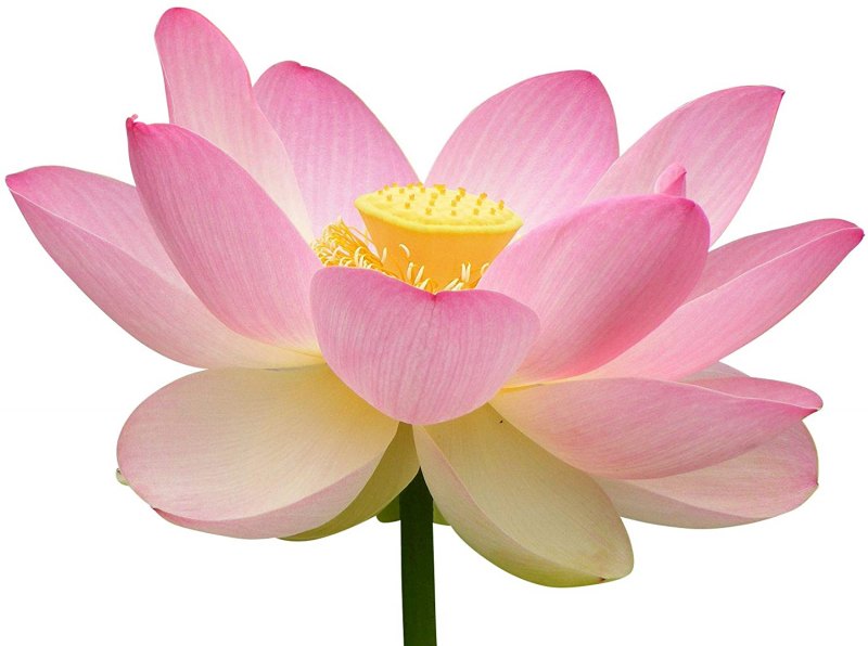 Цветок Nelumbo nucifera водяная Лилия