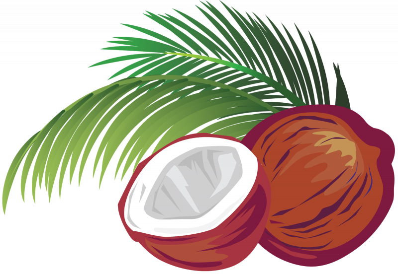 Кокос вектор