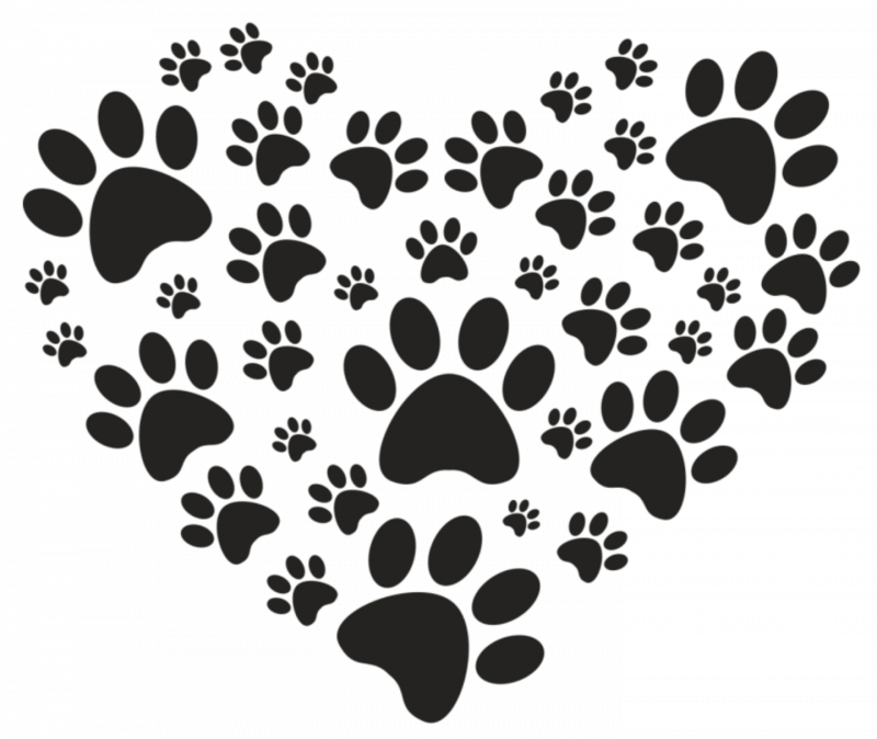 Следы собаки