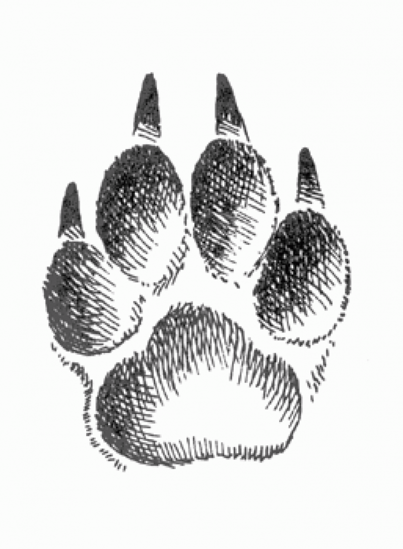 Отпечаток собачьей лапы