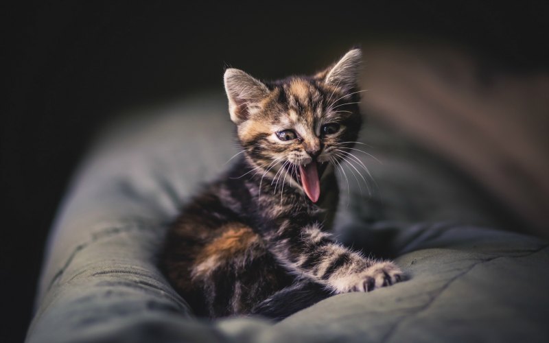 Шотландская вислоухая кошка голубоглазая
