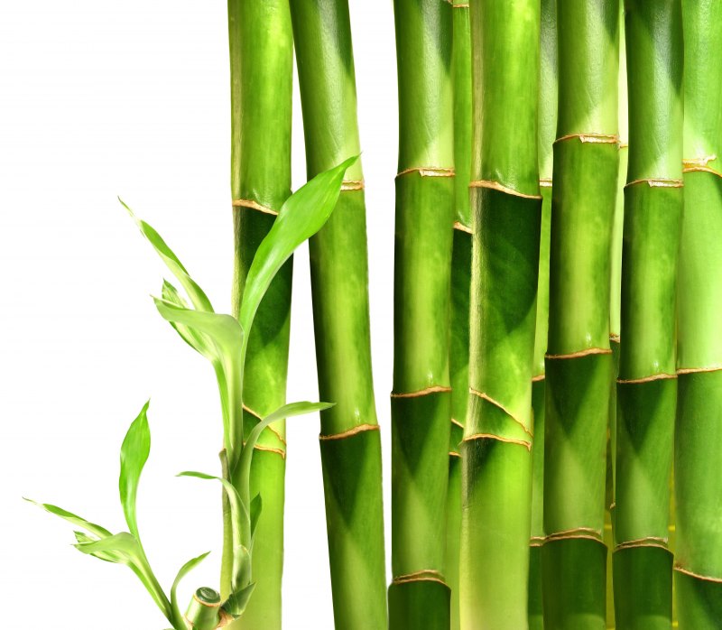 "Bamboo" "Bamboo. Bamboo (LP)"
