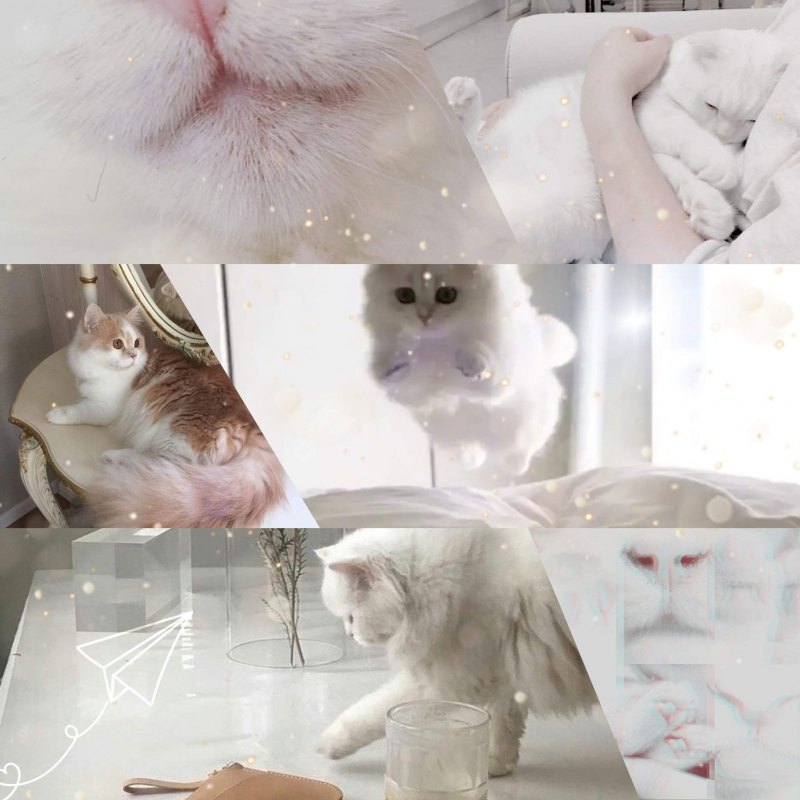 Эстетика котят с рамкой