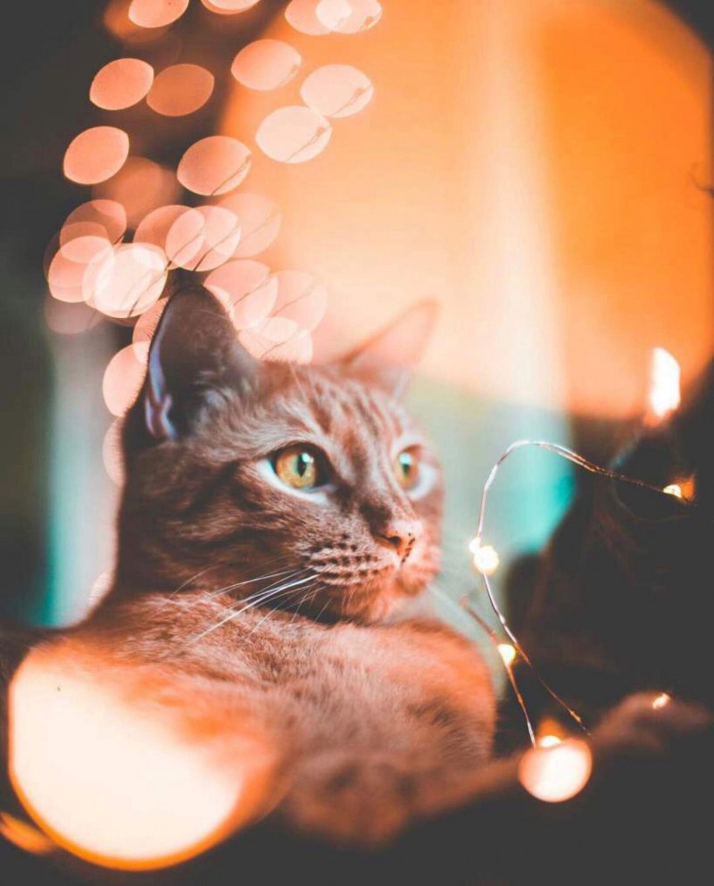 Кот в гирлянде