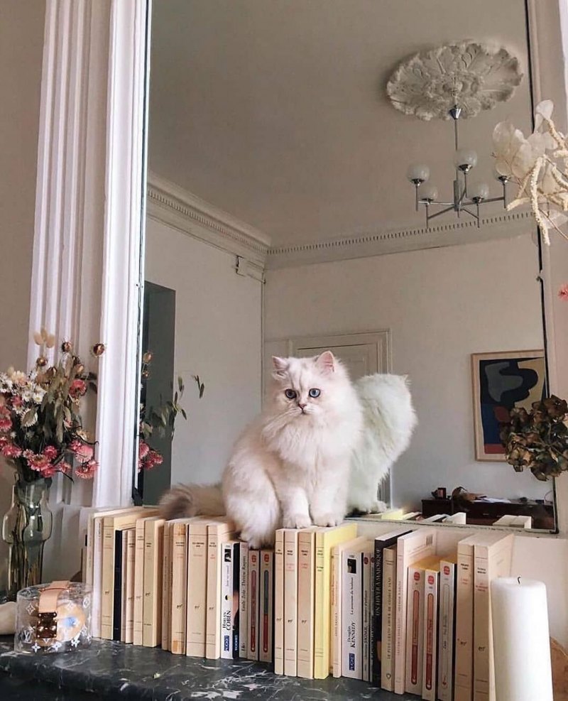 Котики для эстетики