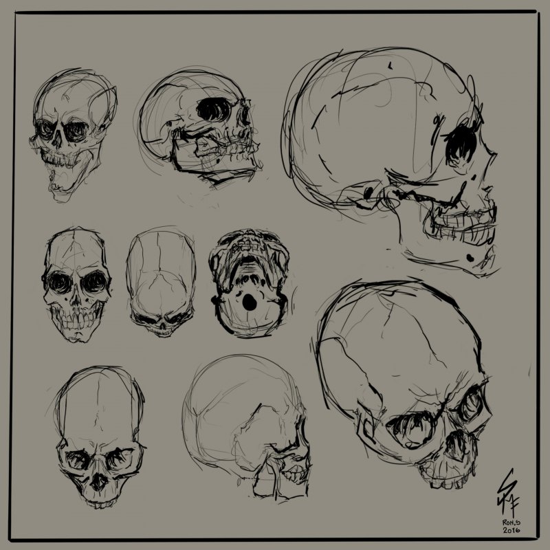 Рисунок черепа с разных ракурсов