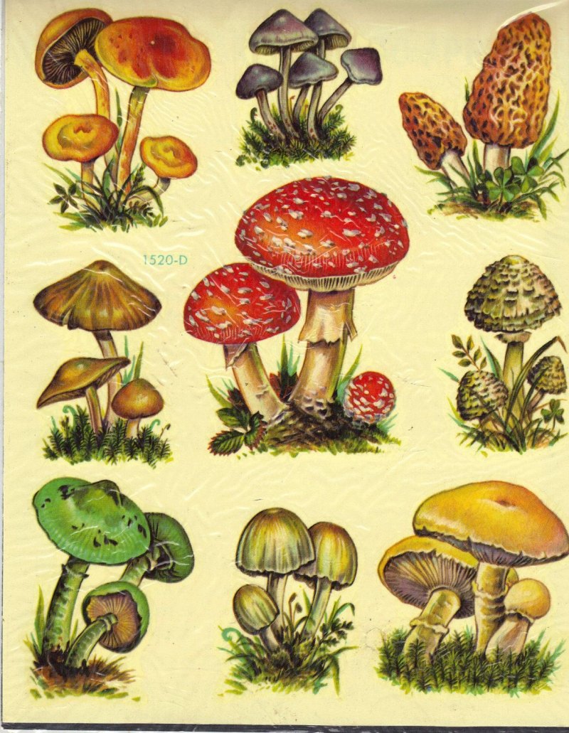 Разные несъедобные грибы