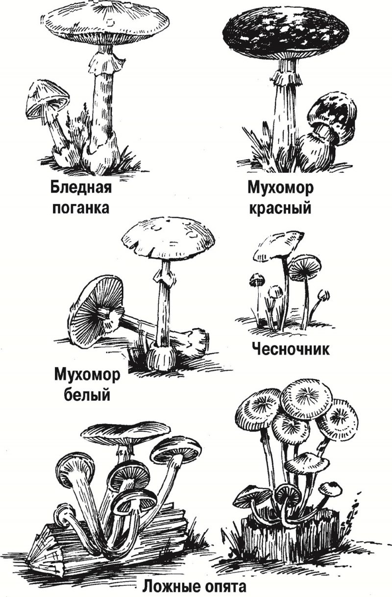 Грибы нарисовать карандашом с названием