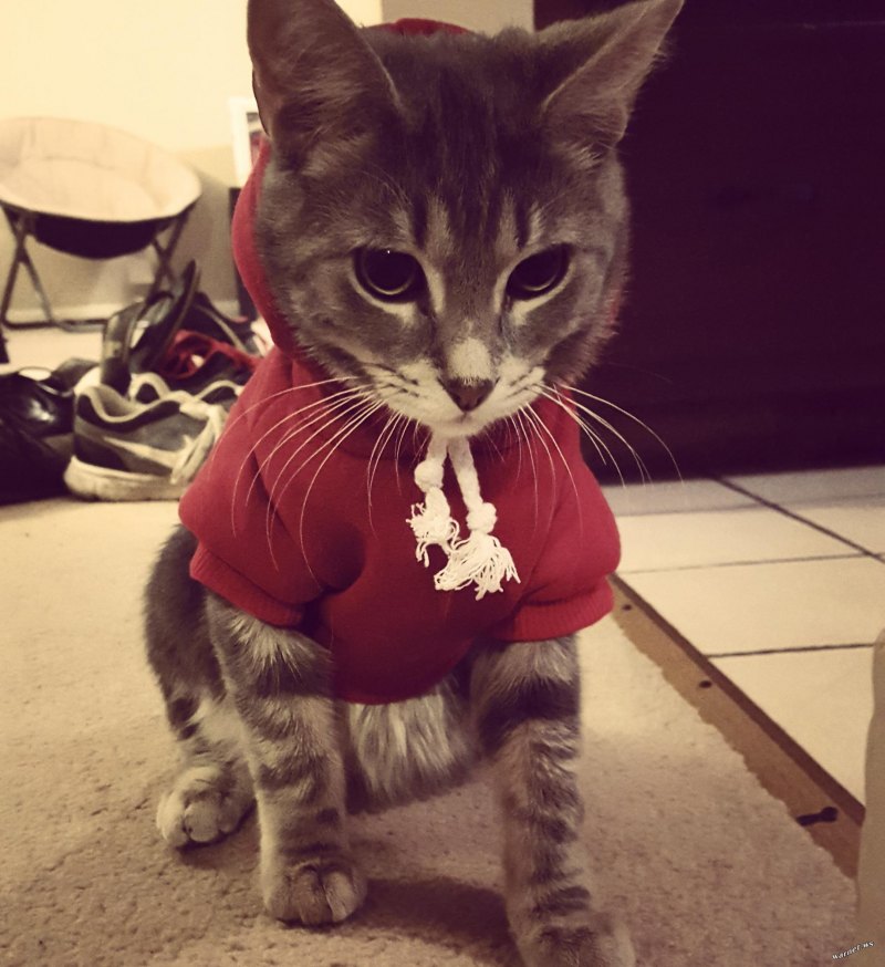 Крутые котики